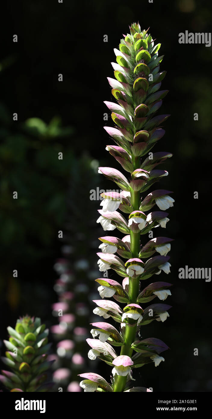 Acanthus Städte und Gemeinden Pflanze tropische Blumen Stockfotografie -  Alamy