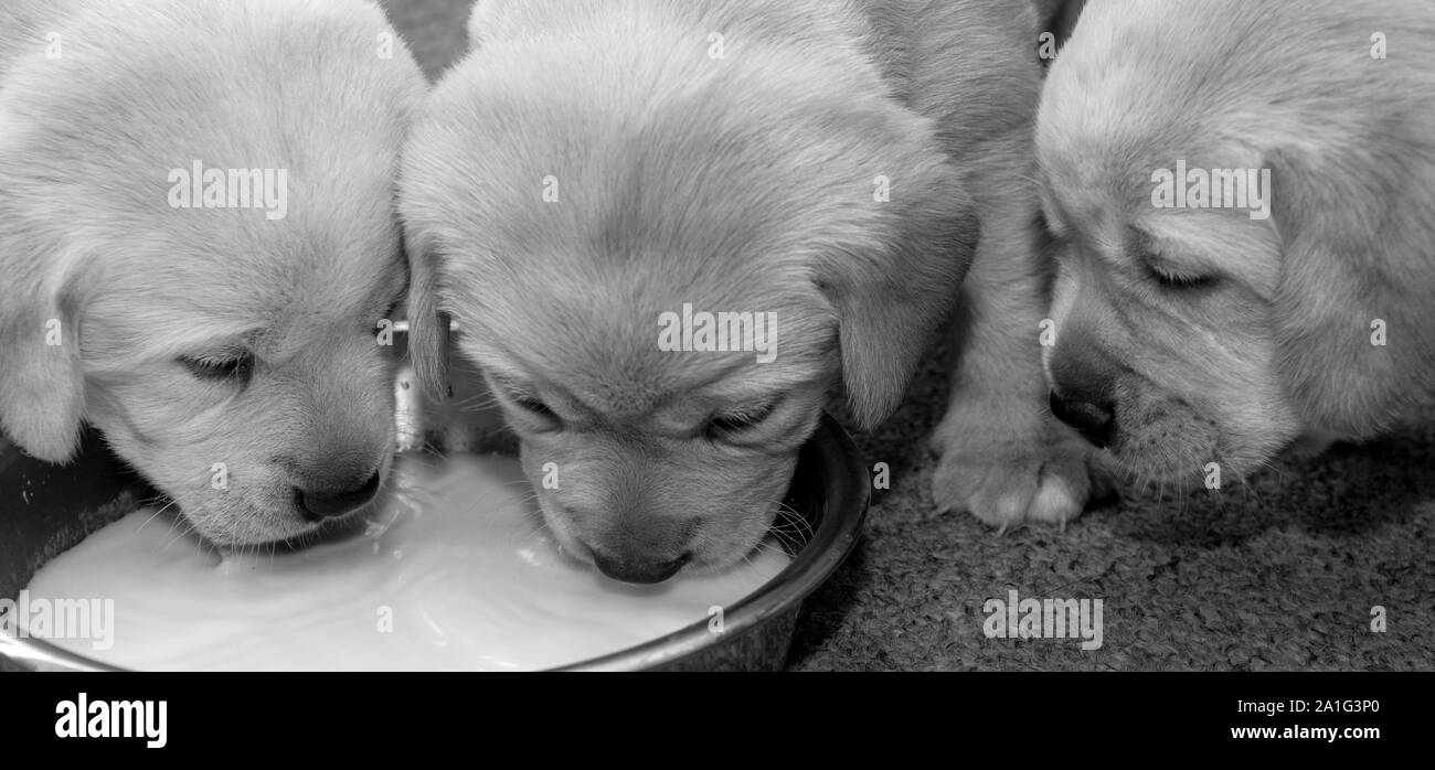 Sehr junge blonde Labrador Welpen. Stockfoto