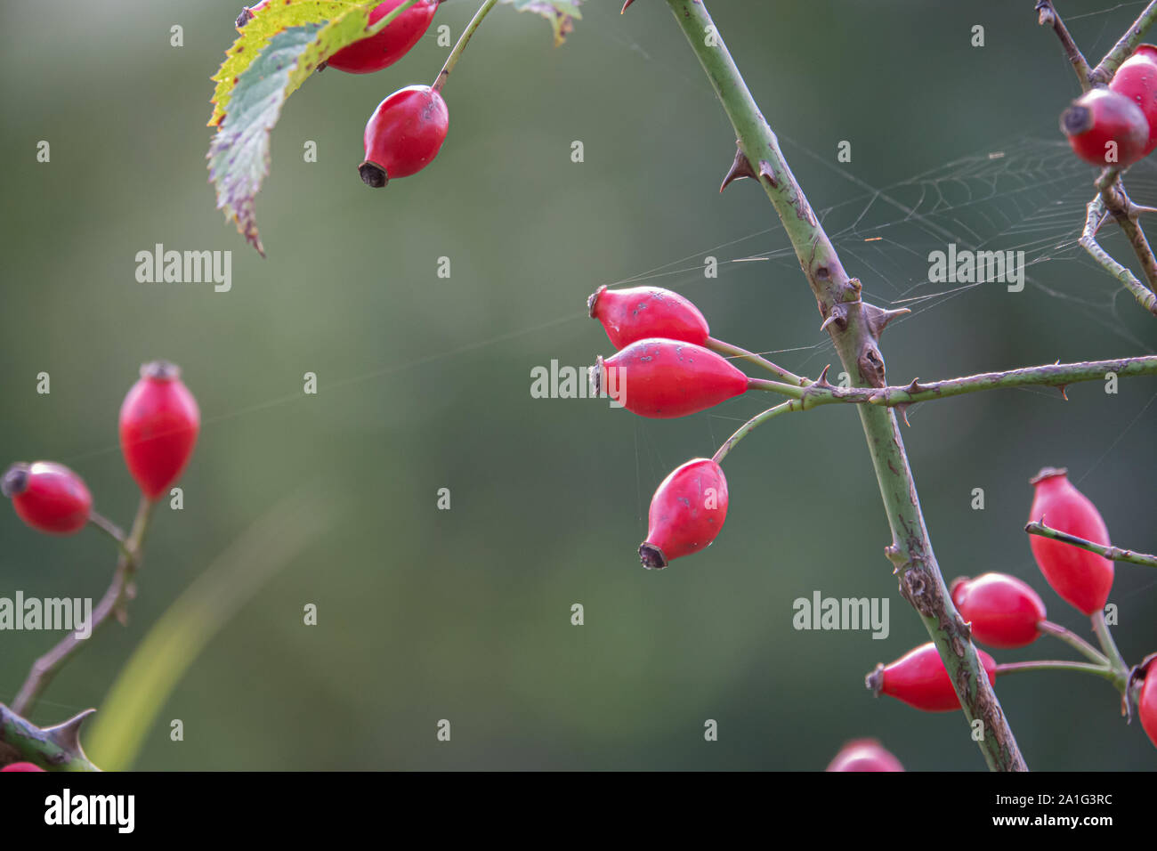 Red Rose hip Früchte hängen an einer Rose hip Bush im Herbst Stockfoto