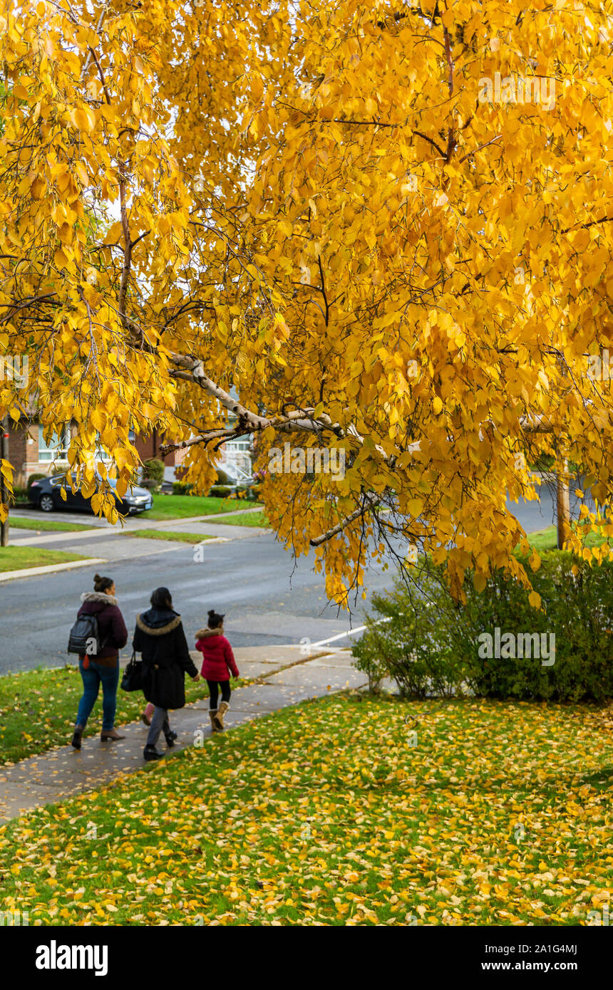 Toronto, Kanada, November 2018 - die Menschen gekleidet für die klare Wetter gehen unter die bunten Blätter des Herbstes Stockfoto