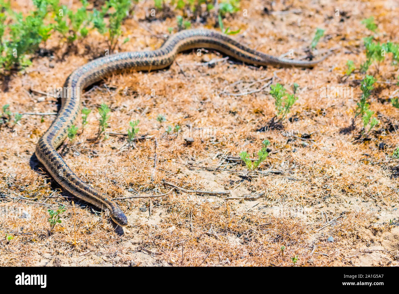 Close up Steppe ratsnake oder elaphe Dione auf dem Boden Stockfoto