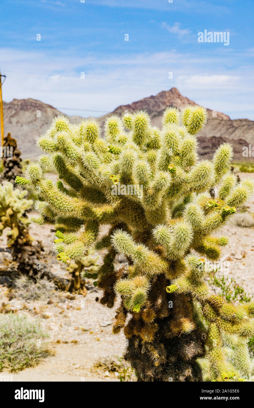 Teddybär Cholla Cactus (Cylindropuntia Bigelovii) entlang der Straße von Suchscheinwerfer Nevada zu Cottonwood Cove entlang des Colorado River Stockfoto