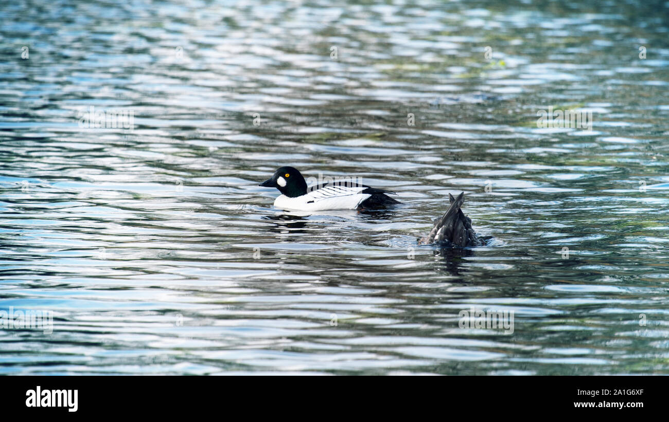 Ein paar garott (Bucephala clangula) in der Zucht Gefieder nach der Ankunft an der Nistplatz, Wald, See Stockfoto