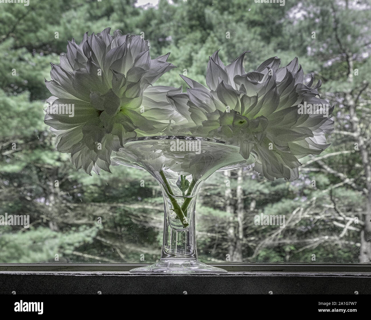 Zwei schneiden Dahlia Blumen in Vase Stockfoto