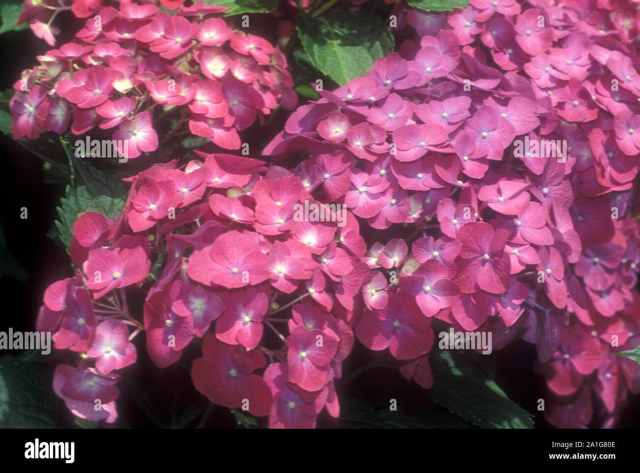 (DEEP Pink Hydrangea macrophylla) Bush in Blüte. Stockfoto