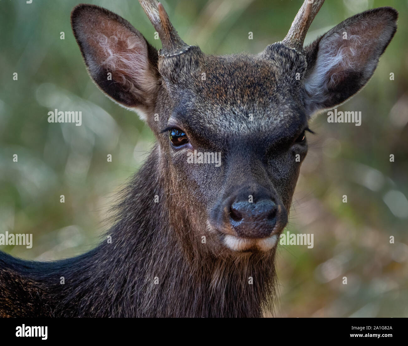 Junge Sika deer Cervus nippon Buck in Wäldern am Arne finden in der Nähe von Poole in Dorset UK Stockfoto