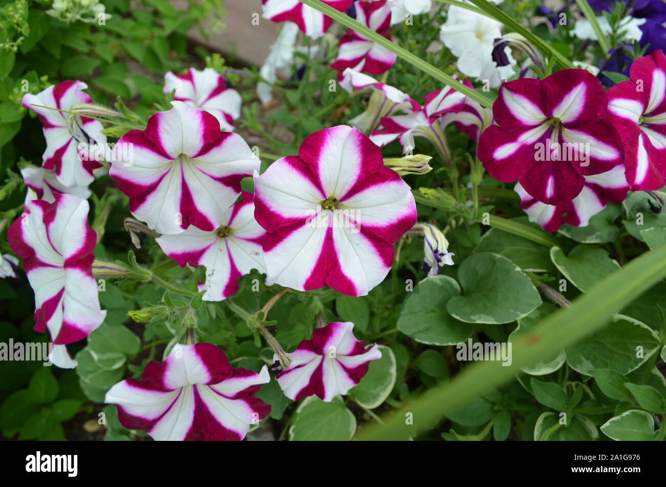 Sommer in Vermont: Weiß und Magenta Pinwheel Petunien in der Blüte Stockfoto