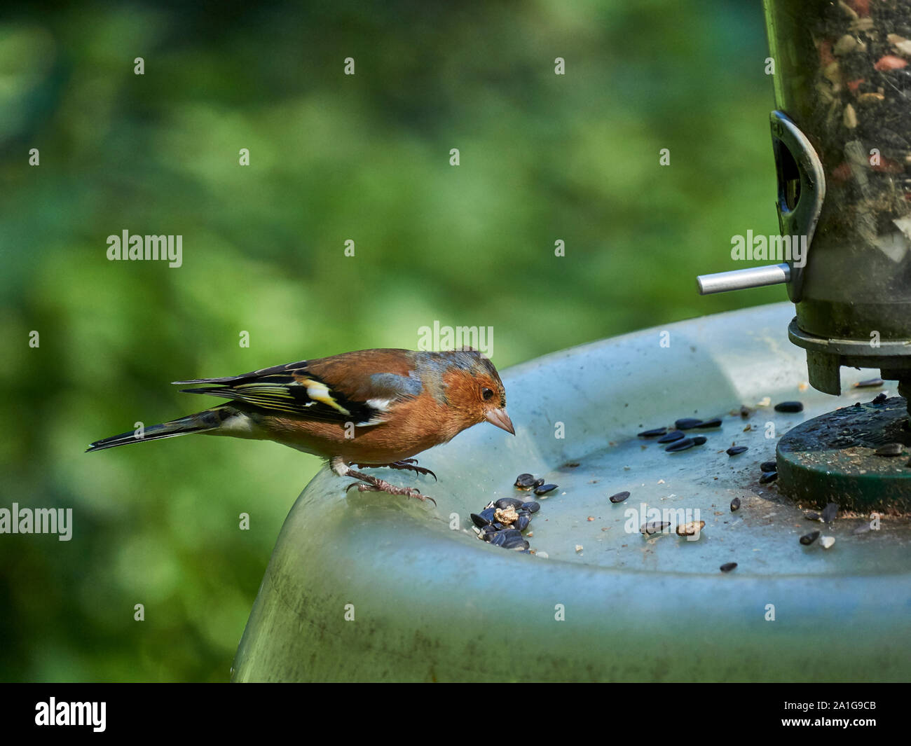 Ein männlicher Gemeinsame Buchfink (Fringilla coelebs) stand auf einem Bird Feeder zu wählen Sie einige Samen zu essen Stockfoto