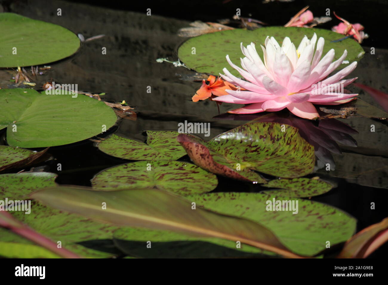 Schöne weiße Lilie Blume, Nymphaeaceae, in voller Blüte in einem Stillwater Teich. Stockfoto