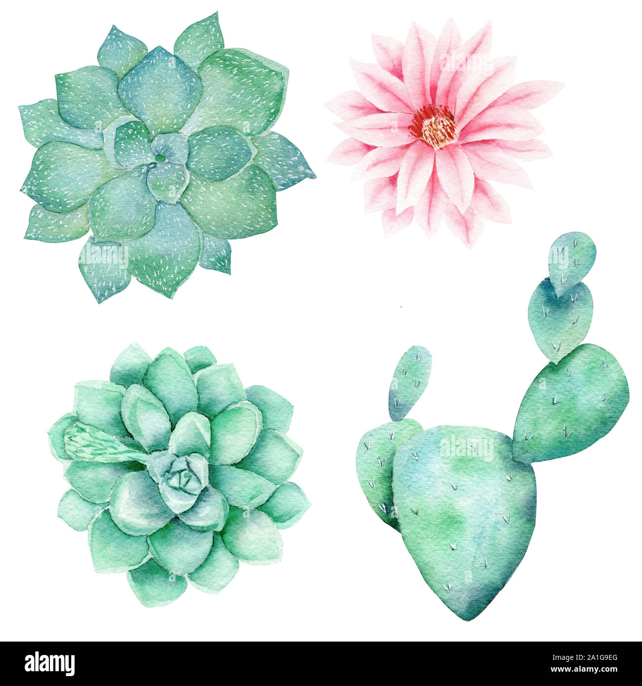 Garten flora Hand gezeichnet Aquarell raster Abbildung. Sukkulenten Kakteen  und Bltenknospe isoliert Cliparts. Zimmerpflanzen Aquarelle zeichnen.  Botanik Stockfotografie - Alamy