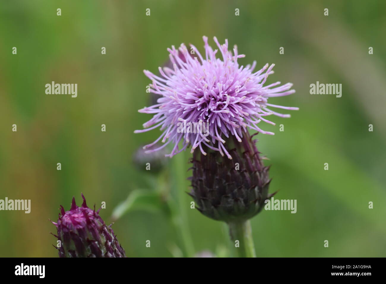 Makro-Blume Stockfoto