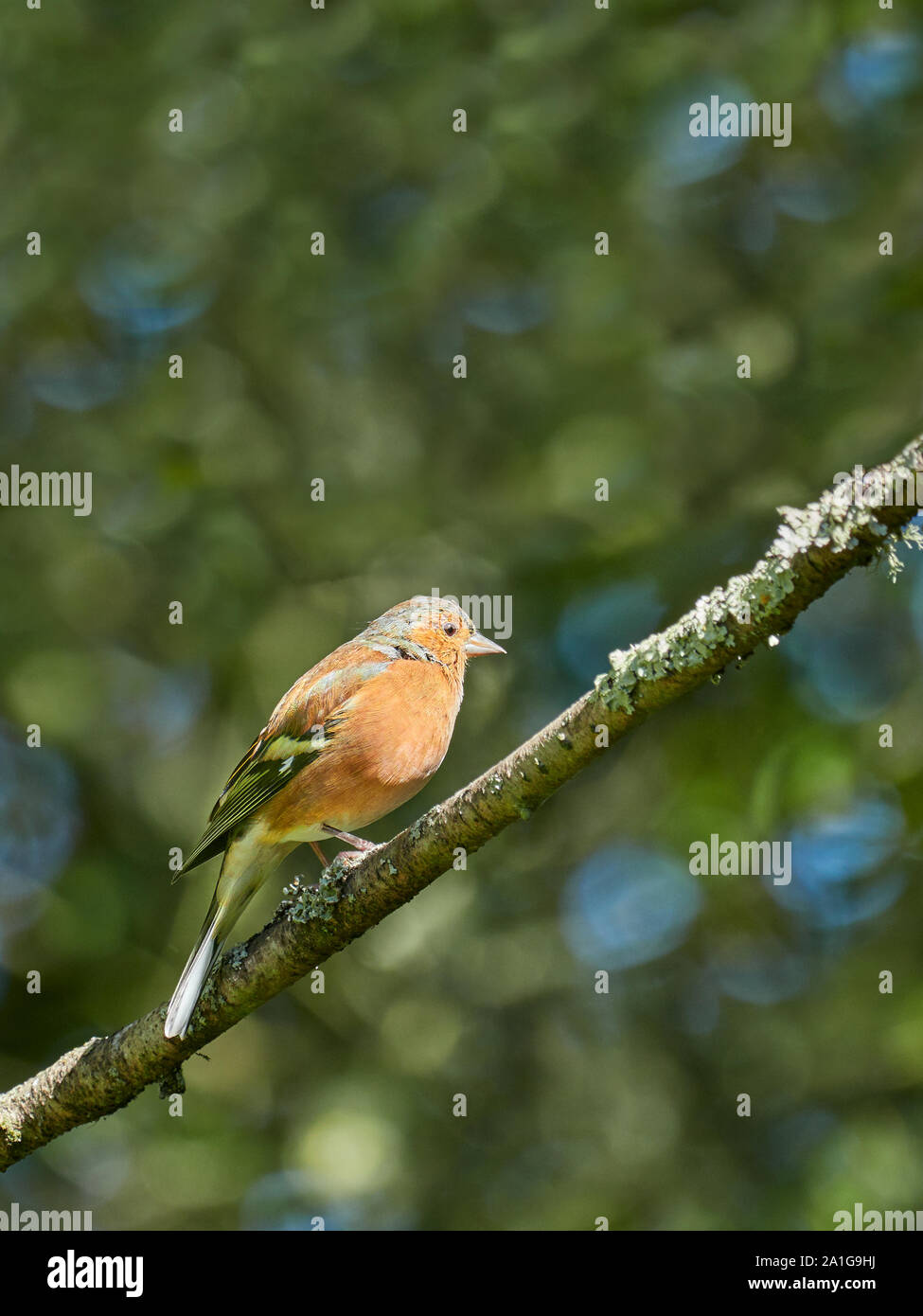 Auf der Suche nach einer einzigen männlichen Gemeinsame Buchfink (Fringilla coelebs) auf einem Zweig mit Unscharfen Blätter im Hintergrund stand Stockfoto