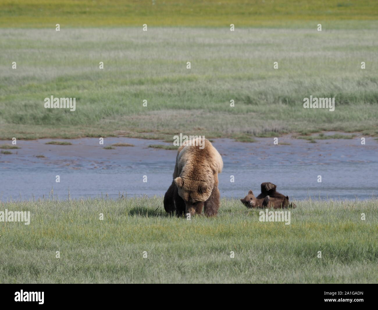 Braun Grizzly Bär Mutter und Cub Katmai Alaska USA Stockfoto