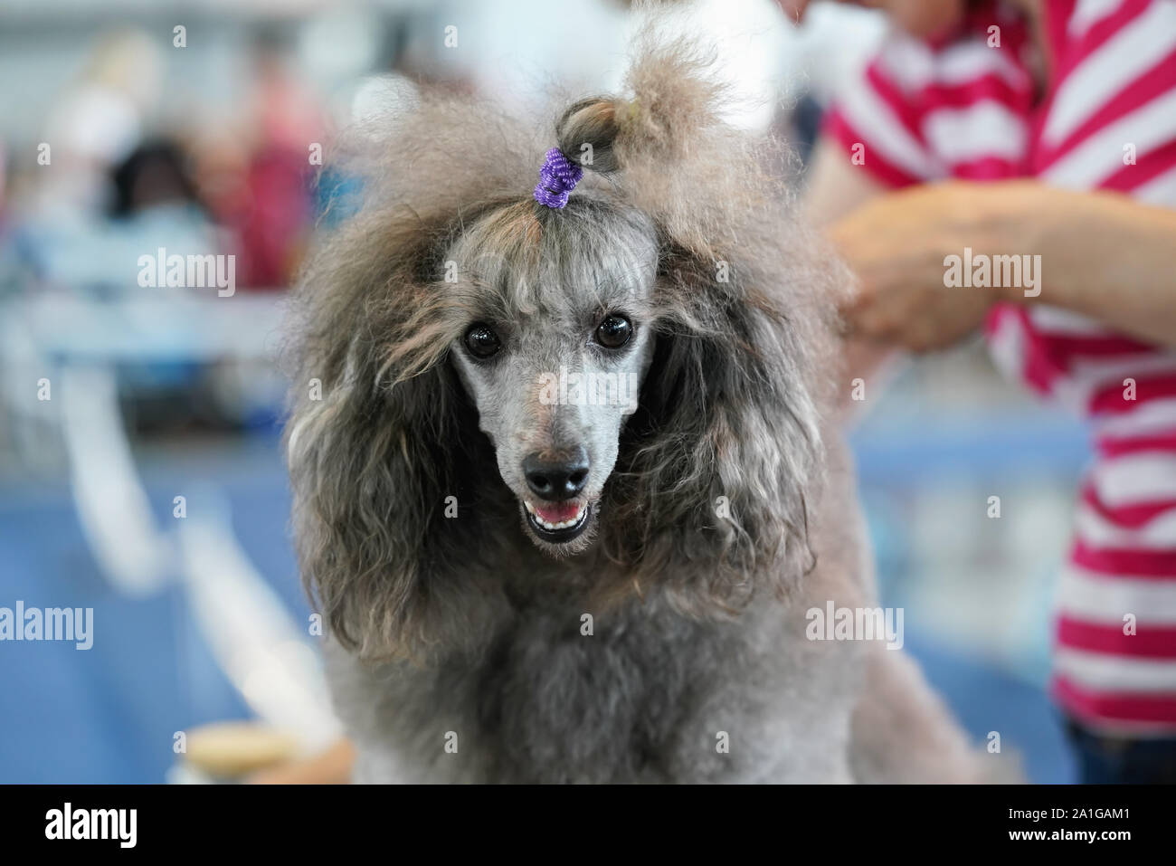 Nahaufnahme von Silber Pudel fertig wird, der Hund dem Wettbewerb Kamera suchen, Eigentümer zur Festsetzung ihrer Haare Stockfoto