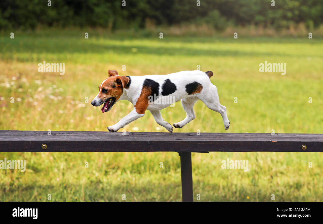 Kleine Jack Russell Terrier Hund läuft über hohe holzbrücke Rampe Hindernis bei agility Training, verschwommenes Wiese im Hintergrund Stockfoto