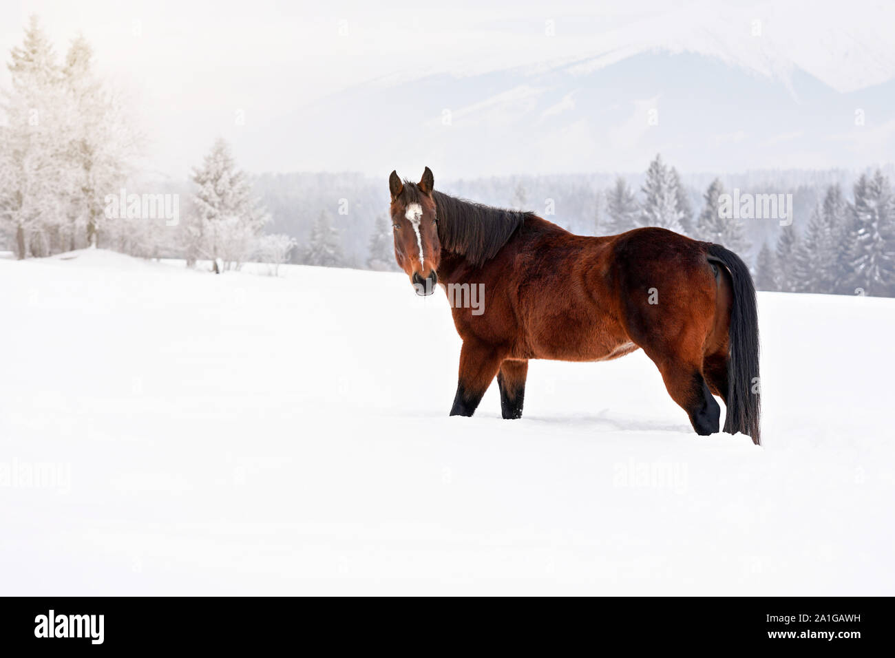 Dunkel braunes Pferd mit kleinen weißen Fleck auf dem Kopf, Spaziergänge auf schneebedeckten Feld, unscharfen Bäume und Berge im Hintergrund Stockfoto
