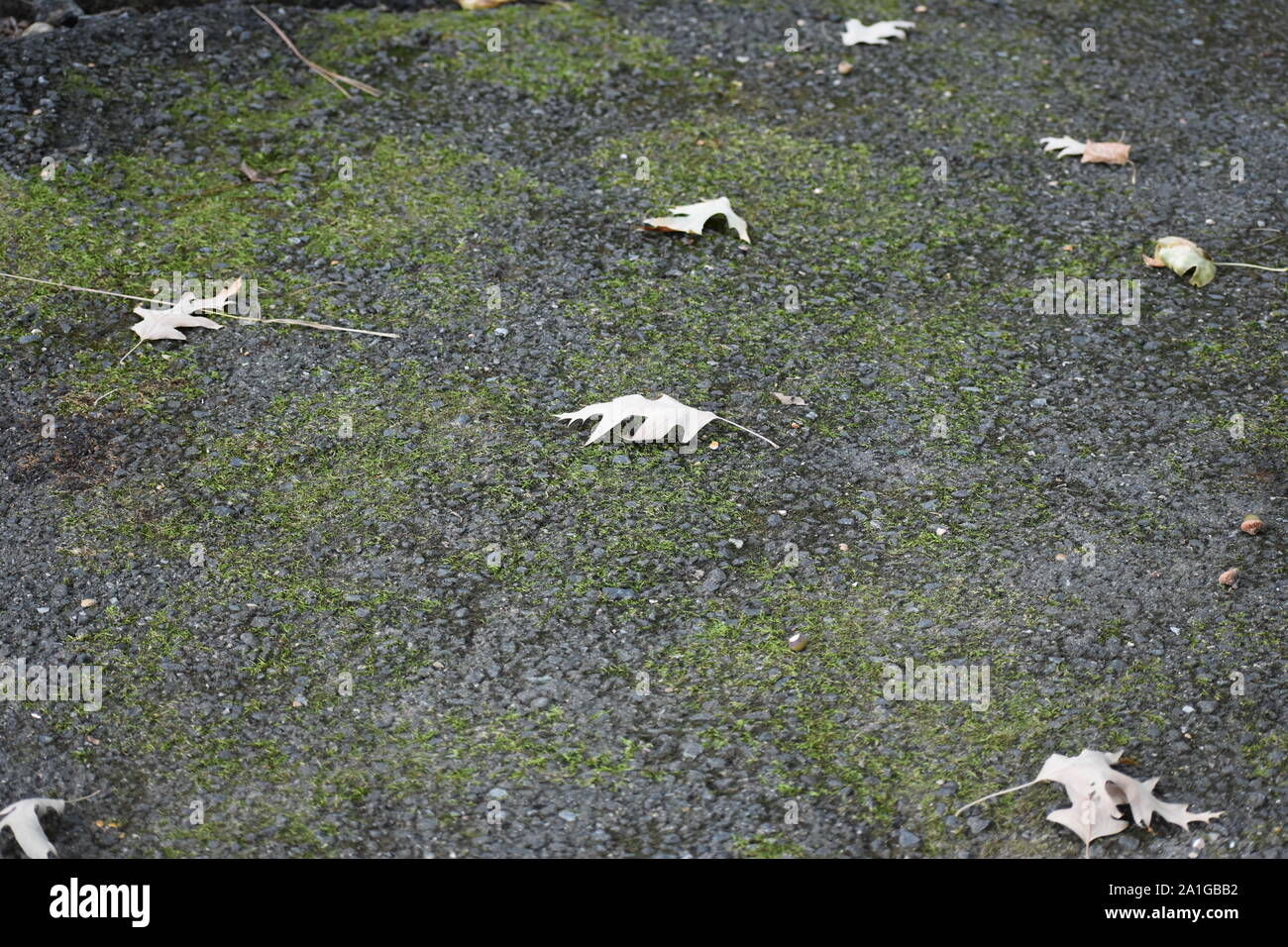 Laub auf Caledon State Park Trail Stockfoto