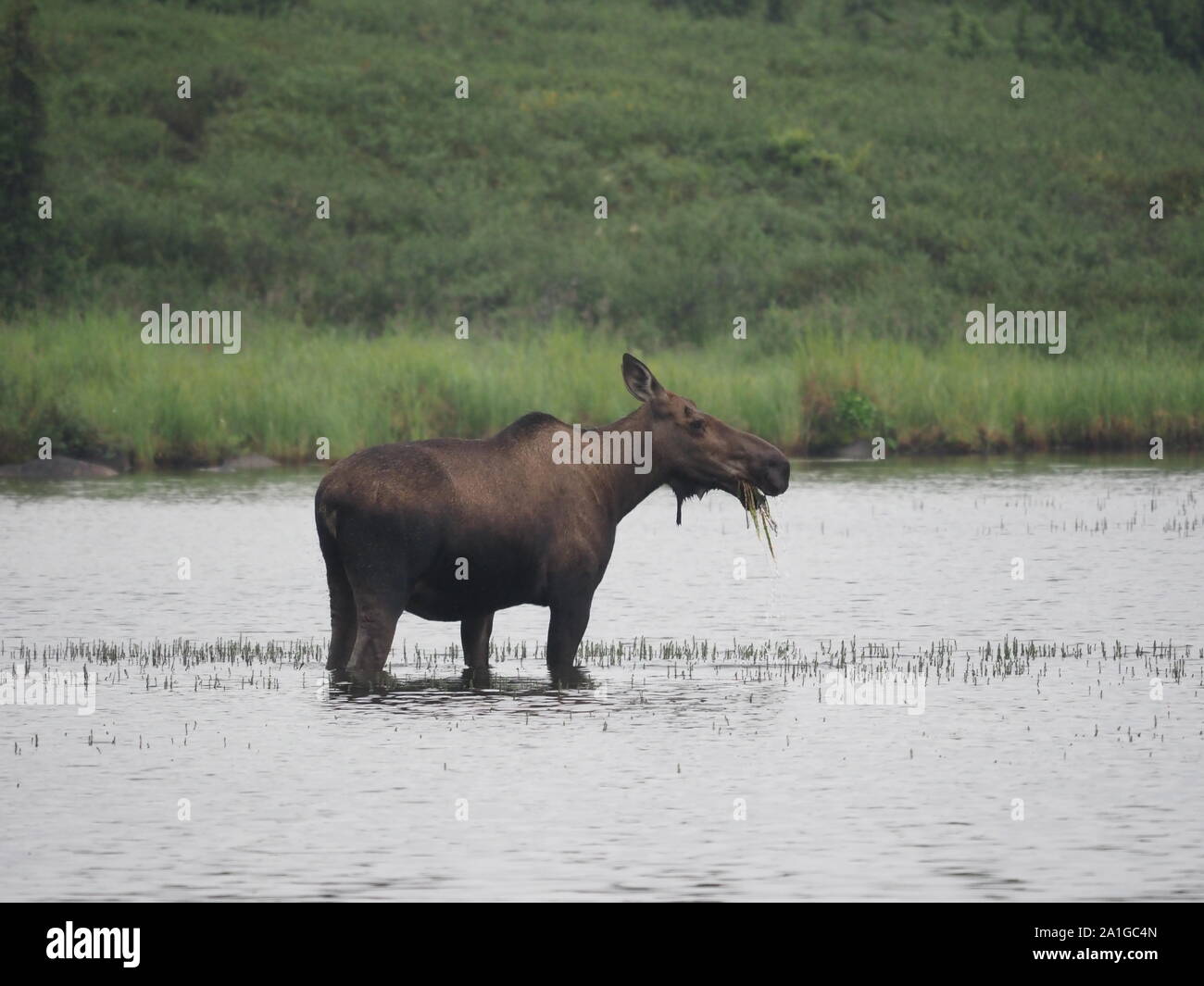 Alaska Moose Denali National Park USA Stockfoto