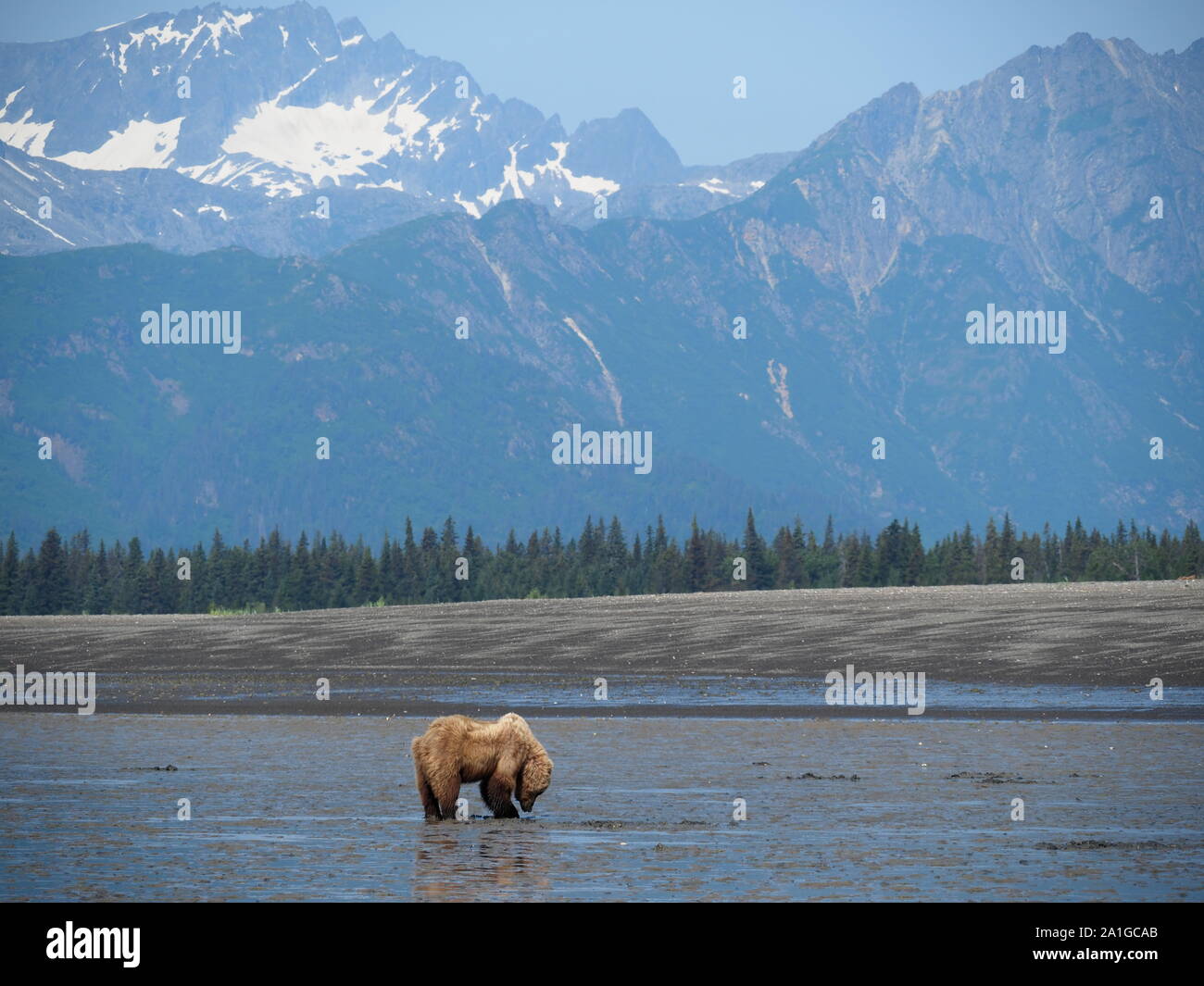 Braun Grizzly Bär Graben für Muscheln Katmai Alaska USA Stockfoto