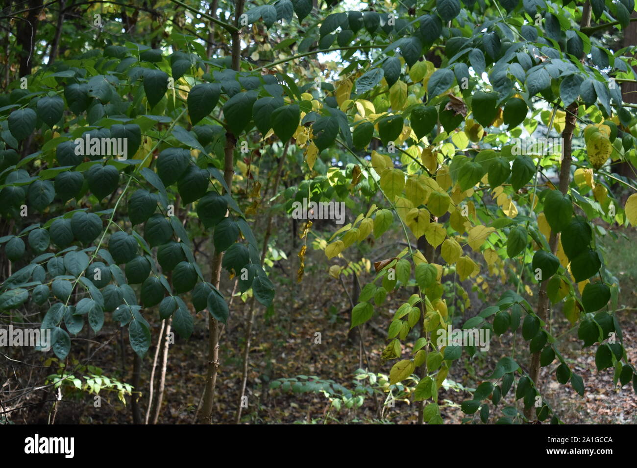 Grüne und gelbe Blätter Stockfoto