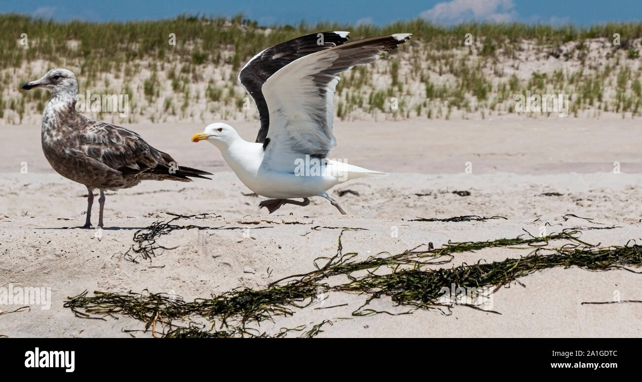 Möwen am Strand mit einem beginnend mit Dünen Strand Gras im Hintergrund und Algen im Vordergrund verdeckt zu fliegen. Stockfoto