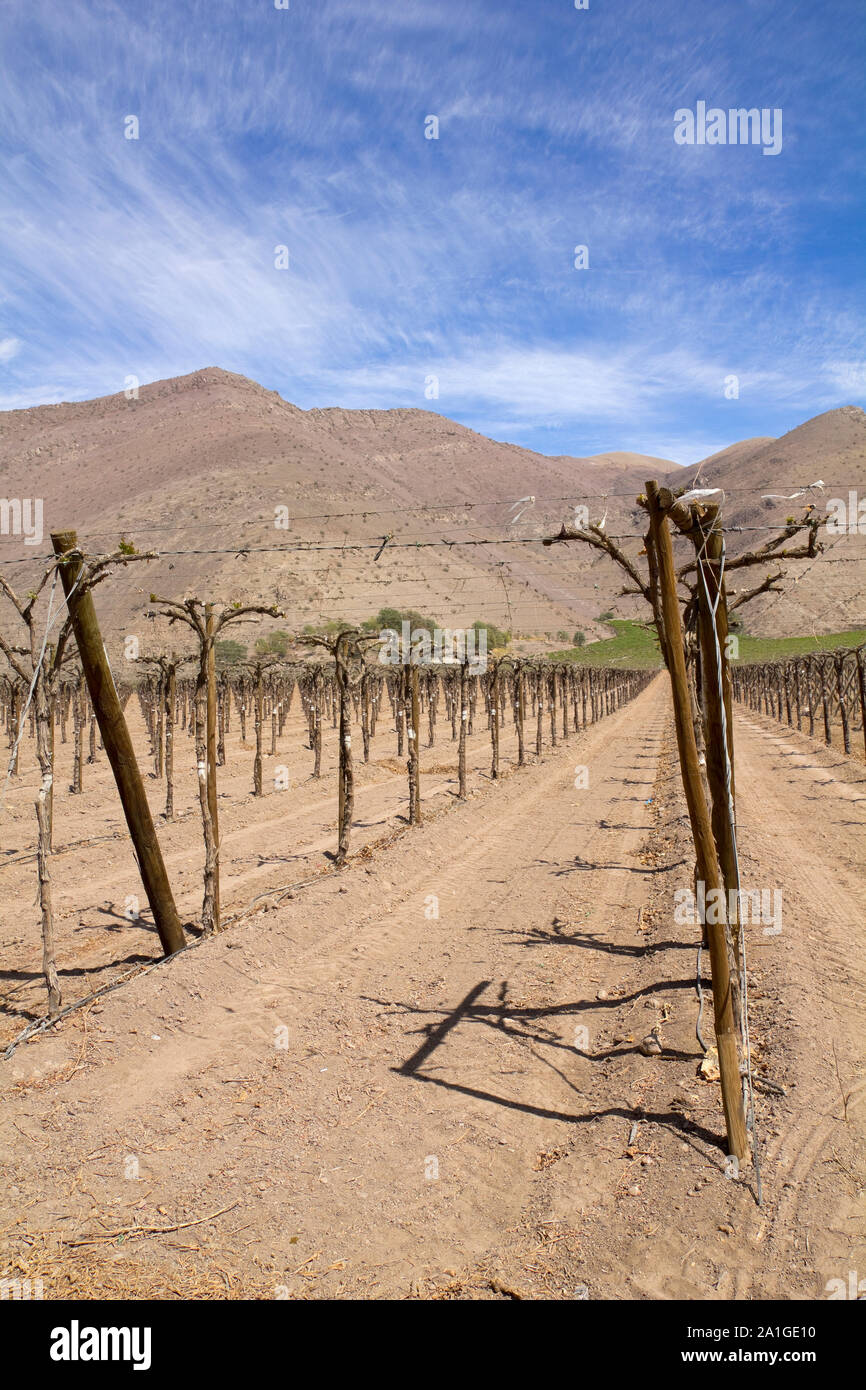 Weinberg-Anbau für Obst und Wein in den unwirtlichen Bergen der Anden. Chile Stockfoto