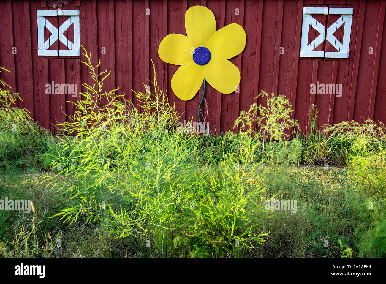 Gelbe daisy flower Kunst auf Seite der roten Scheune in Penrose, in der Nähe der Brevard, North Carolina, USA Stockfoto