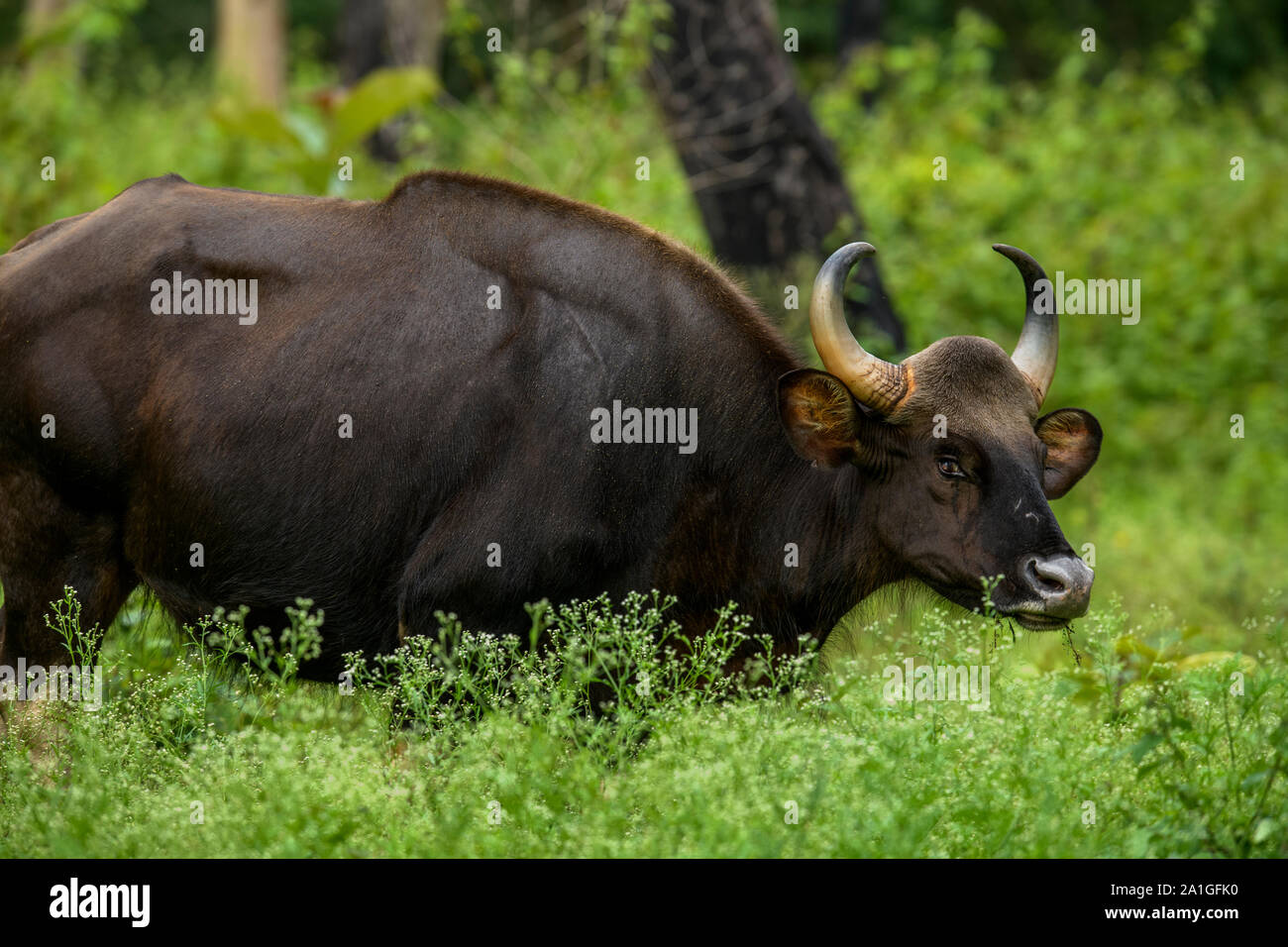 Der Gaur, genannt auch die indische Bisons, ist die größte lebenden Rindern, Herde von Indischen gaurs in einem Tier finden. Indische gaur Familie, Kalb Füttern Milch Stockfoto