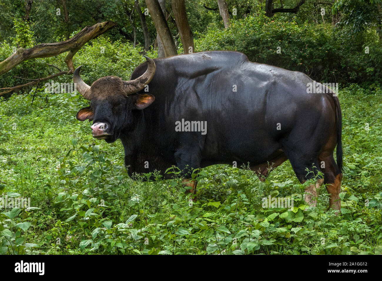 Der Gaur, genannt auch die indische Bisons, ist die größte lebenden Rindern, Herde von Indischen gaurs in einem Tier finden. Indische gaur Familie, Kalb Füttern Milch Stockfoto