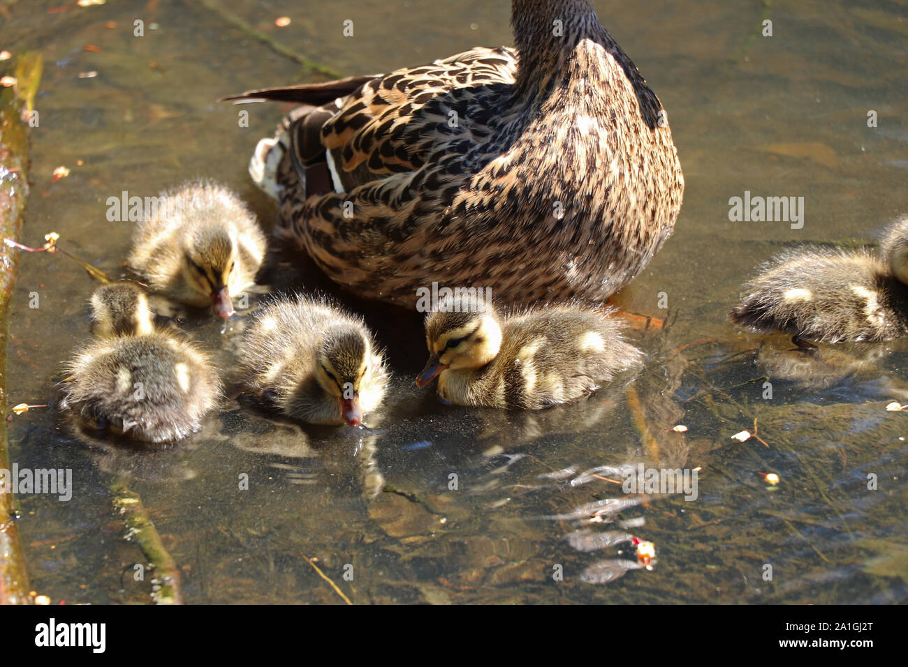 Mutter Ente mit Ihr jünglinge Stockfoto