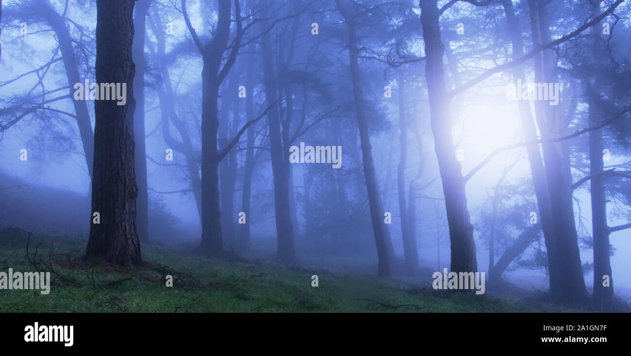 Eine unheimliche Licht durch die Bäume in einem dunklen Märchenwald, mit einem Spooky Blue bearbeiten. Stockfoto