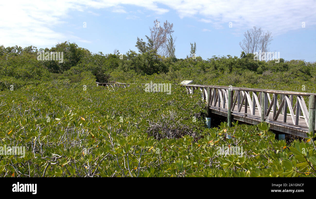 Ein Holzsteg über den Mangroven, dass die Grand Bahama Autobahn von Gold Rock Beach auf Grand Bahama Island trennen. Stockfoto