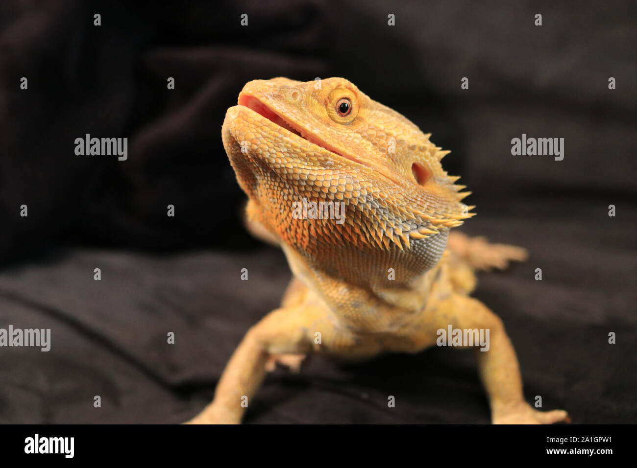 Bartagame Stockfoto