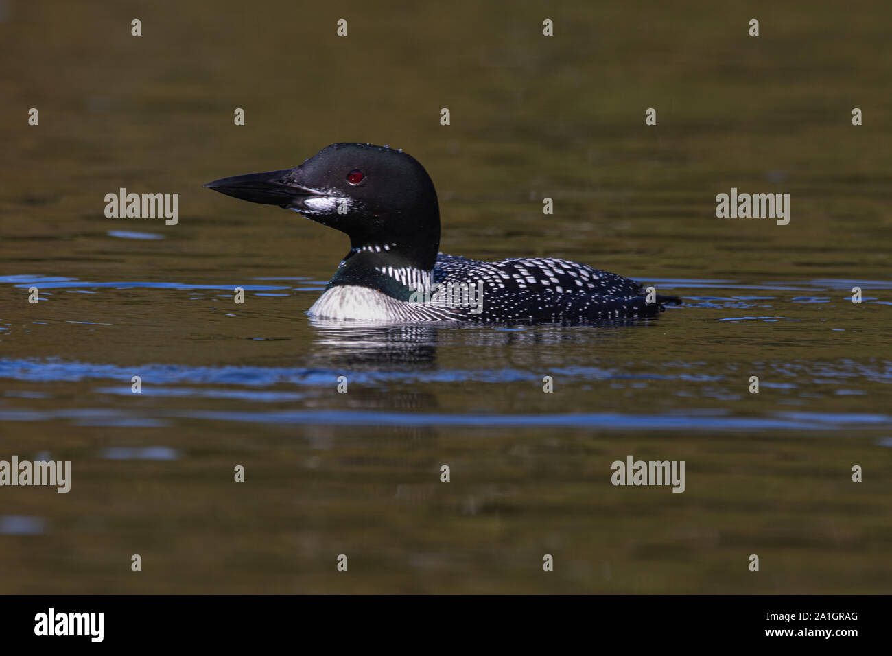 Schließen Sie sich an Profil von einer gemeinsamen Loon auf einem See in Algonquin Park Stockfoto