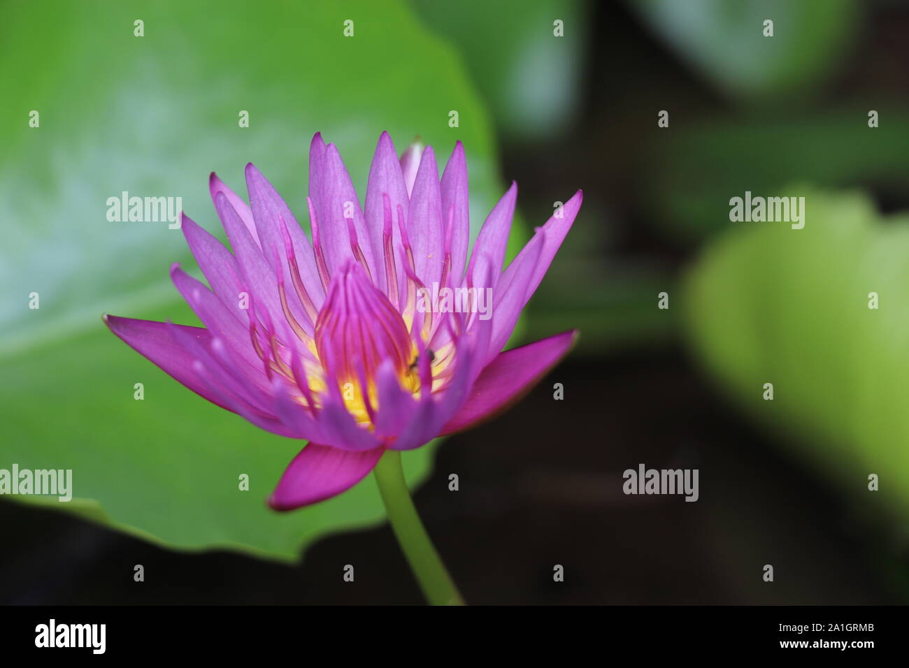 Dunkel rosa Farbe wunderschöne Seerosen blühen. Stockfoto