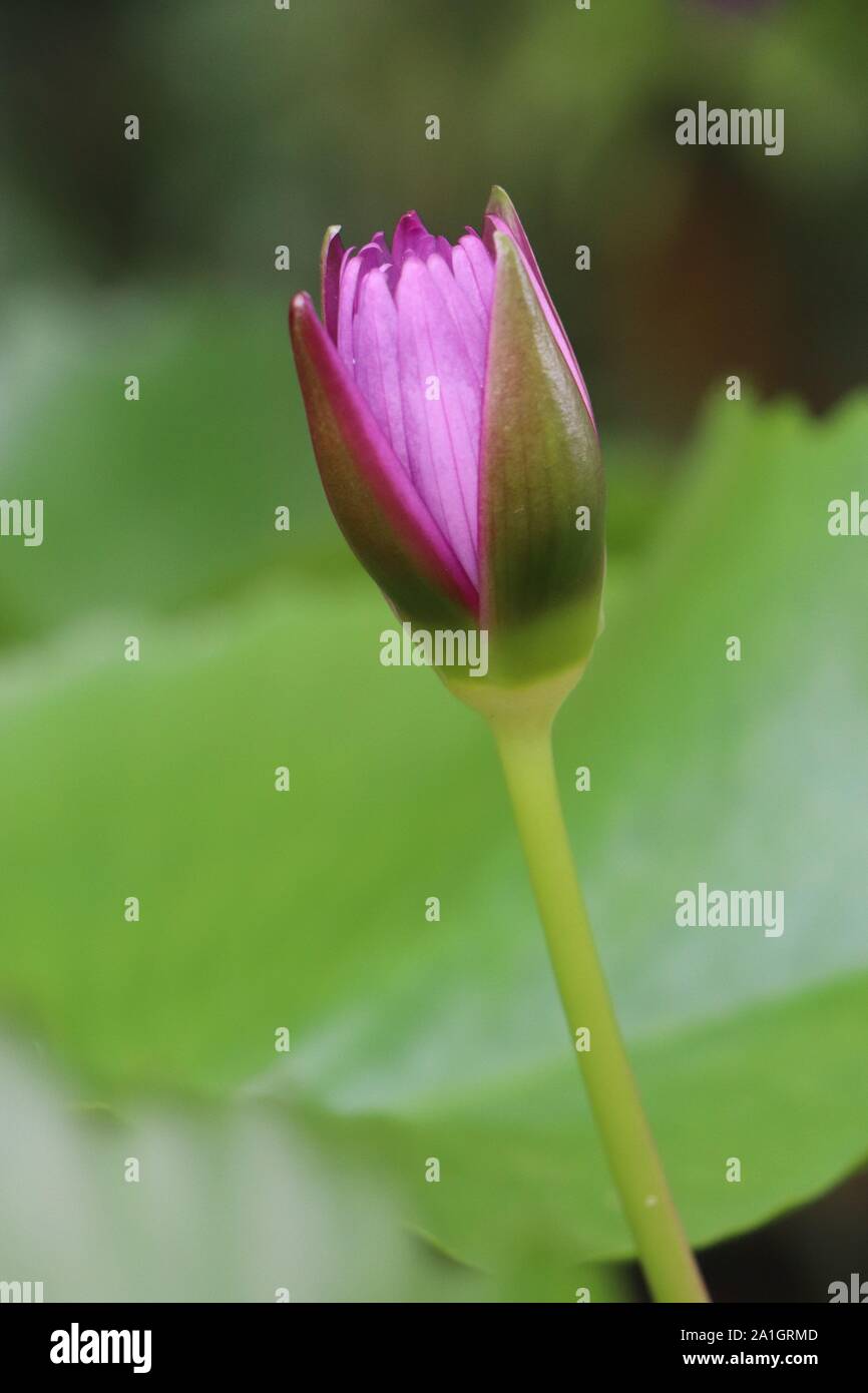 Dunkel rosa Farbe wunderschöne Seerosen blühen. Stockfoto