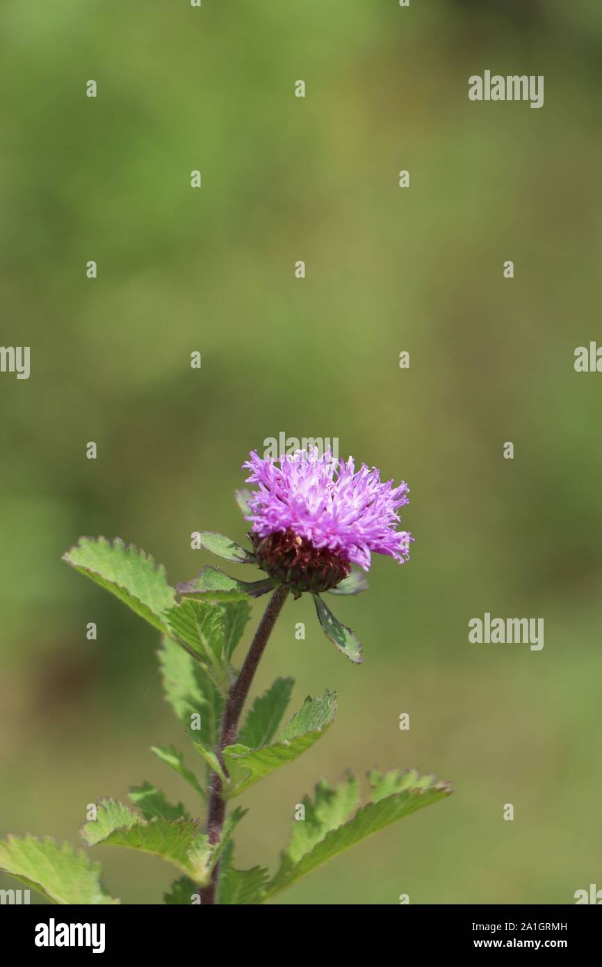 Lila Blüten gefunden am Ufer des Flusses Banken. Stockfoto