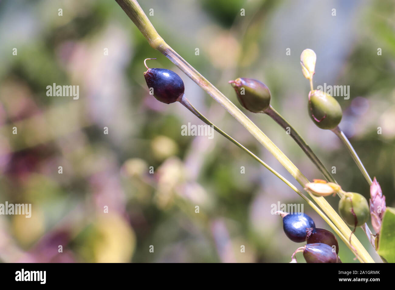 Verschiedene Muttern der verschiedenen Arten sind wunderschön. Dies ist die Muttern der eine unbekannte Pflanze. Stockfoto