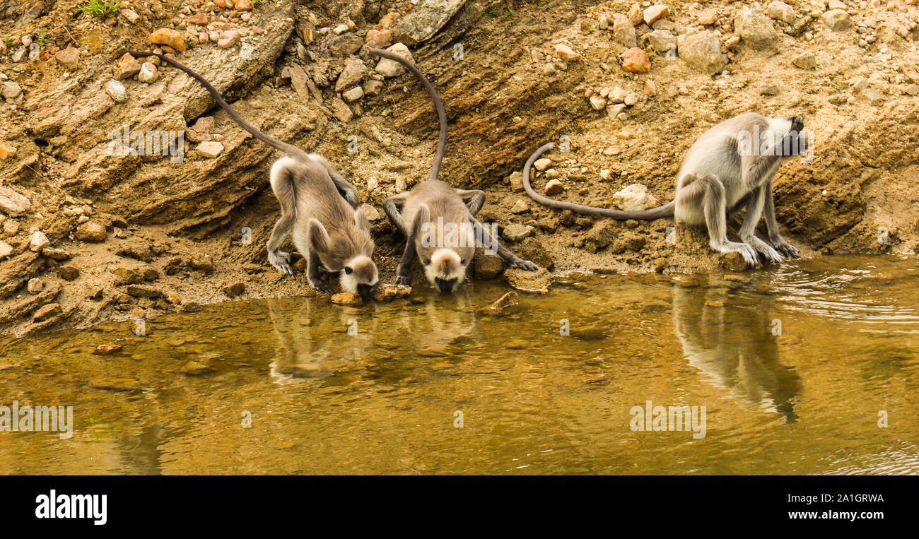 Ein Affe, der Schwarm, der beendet den Tag mit einem Drink von reinem Wasser. Stockfoto