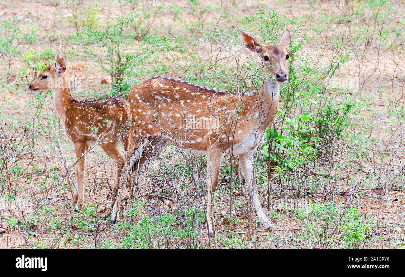 Rehe auf der Suche nach Schutz in einem trockenen tropischen Wald. Stockfoto