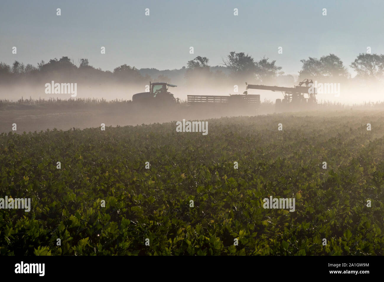 Wayland, Michigan - ein Landwirt ernten Sellerie aus einem Feld in West Michigan in den frühen Morgen. Stockfoto