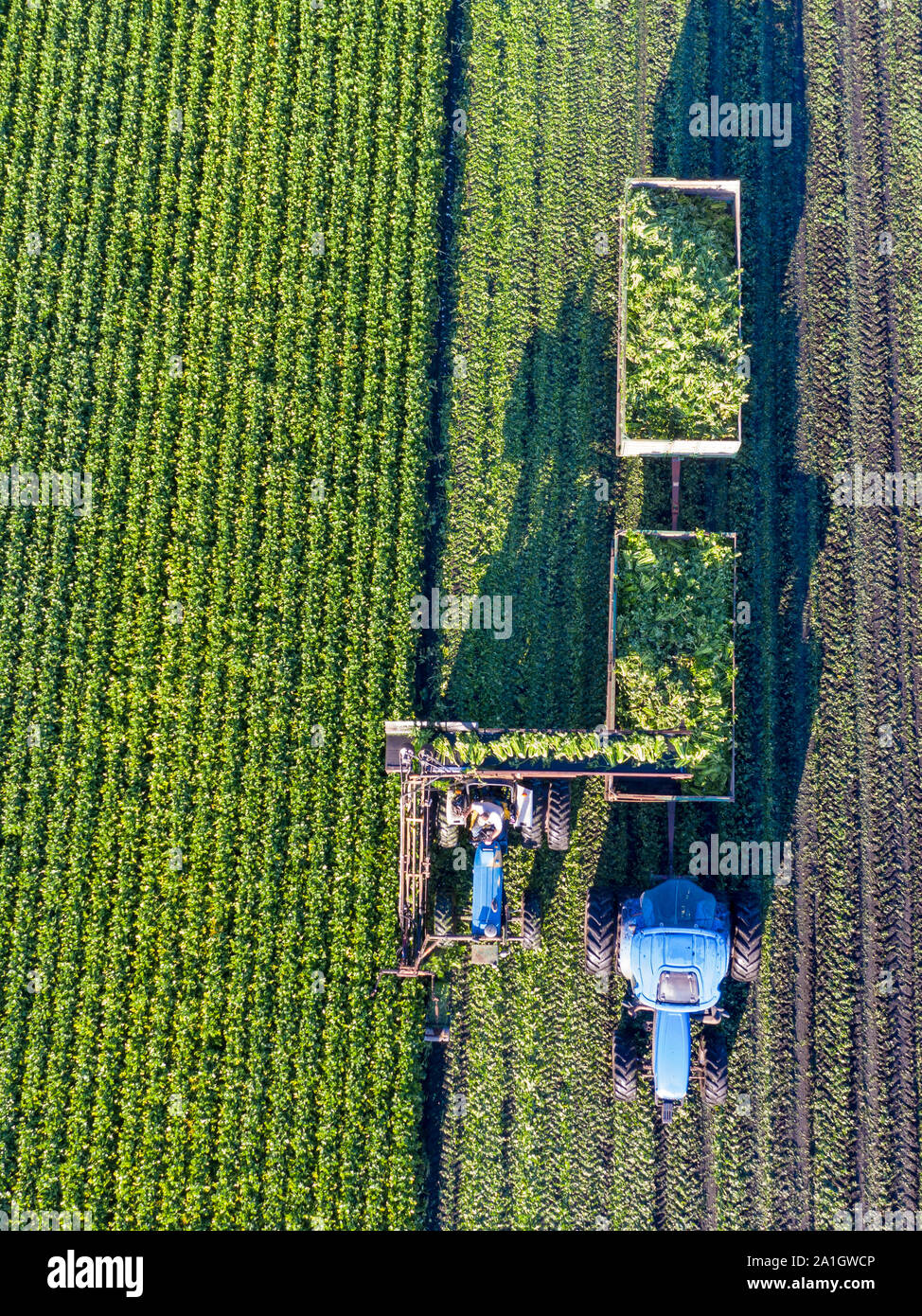 Wayland, Michigan - ein Landwirt ernten Sellerie aus einem Feld in West Michigan. Stockfoto