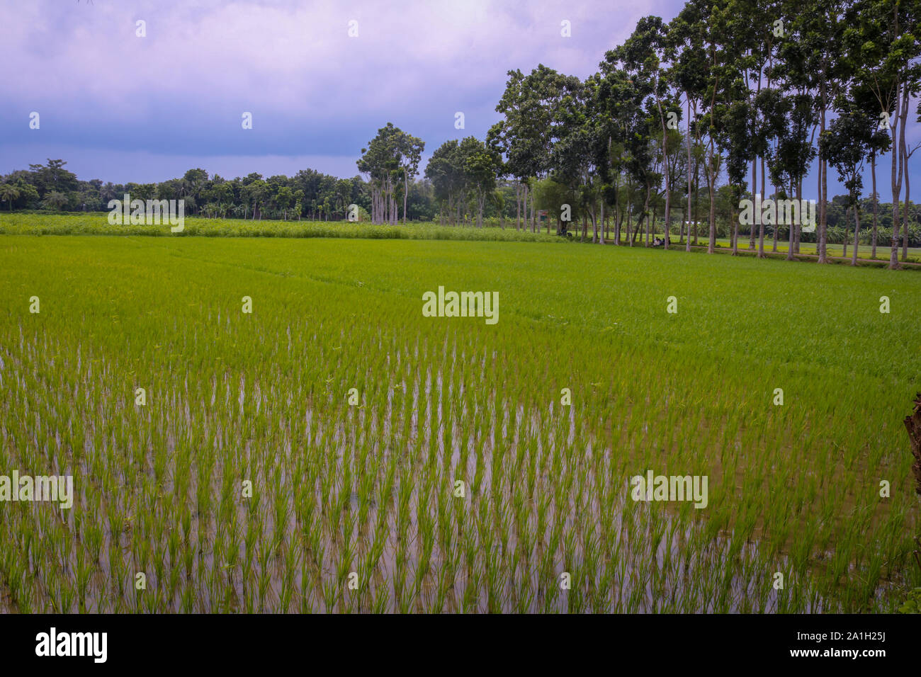 Schöne Reisfeld, bewölkter Himmel und hohen Bäumen Stockfoto
