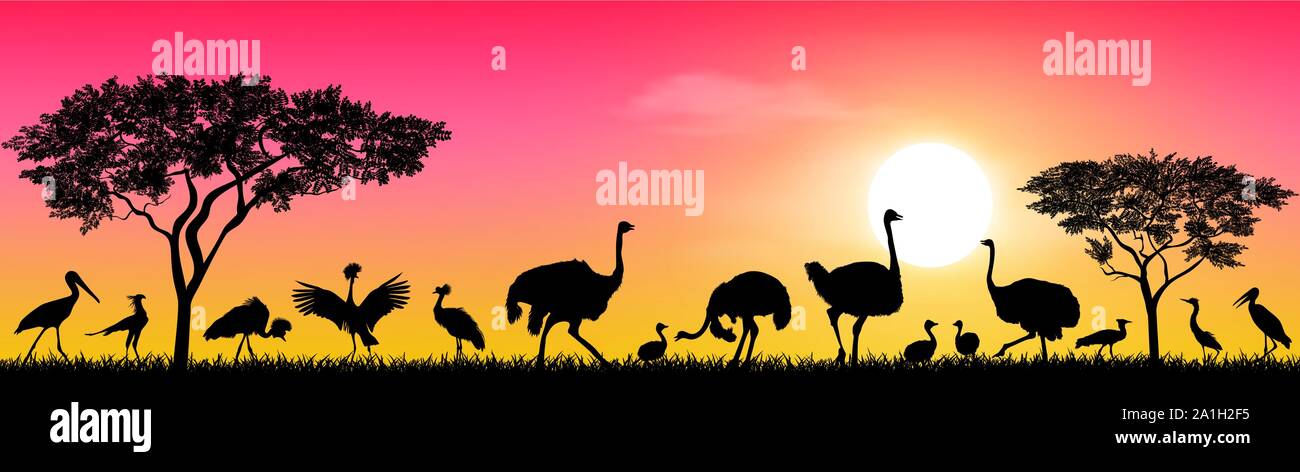 Wilde Vögel der Afrikanischen Savanne gegen den Himmel und die Sonne. Silhouetten verschiedener Vögel. Die Tierwelt Afrikas. Stock Vektor