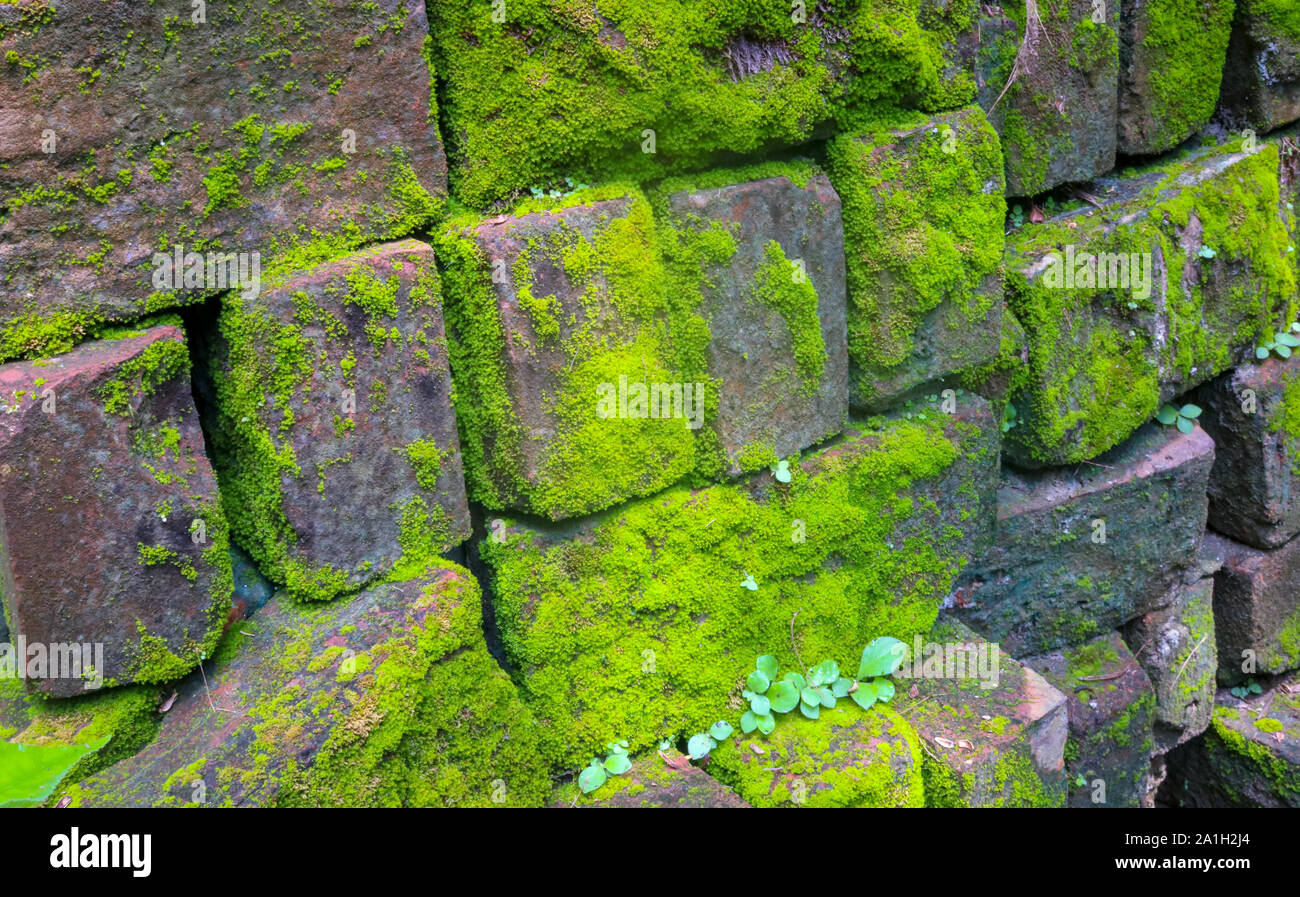 Moos bedeckt die alte Mauer aus Ziegel Stockfoto