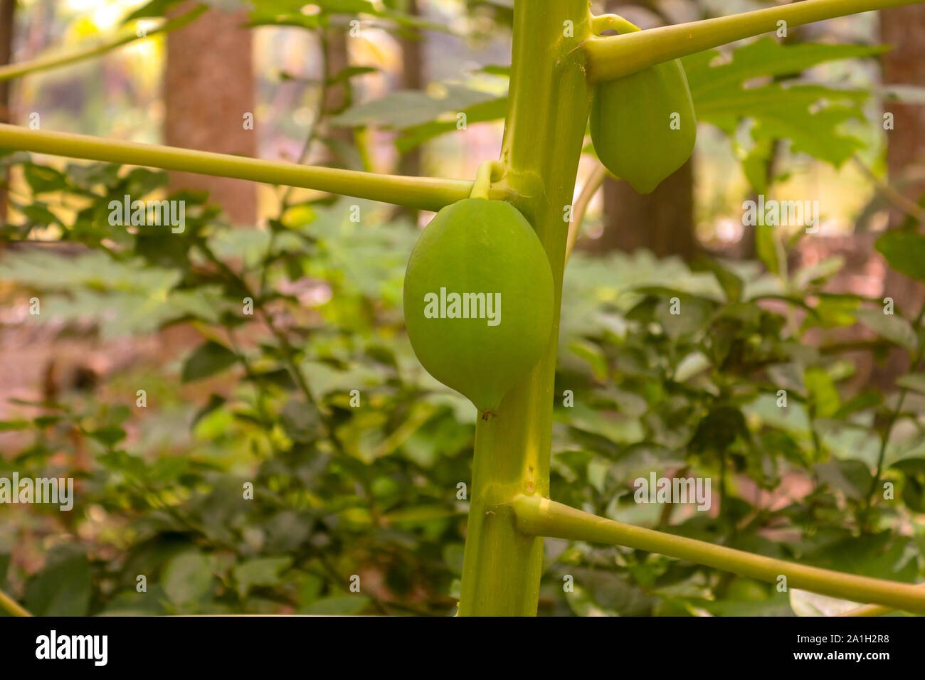 Eine winzige Papaya auf der Anlage in der Nähe erschossen Stockfoto