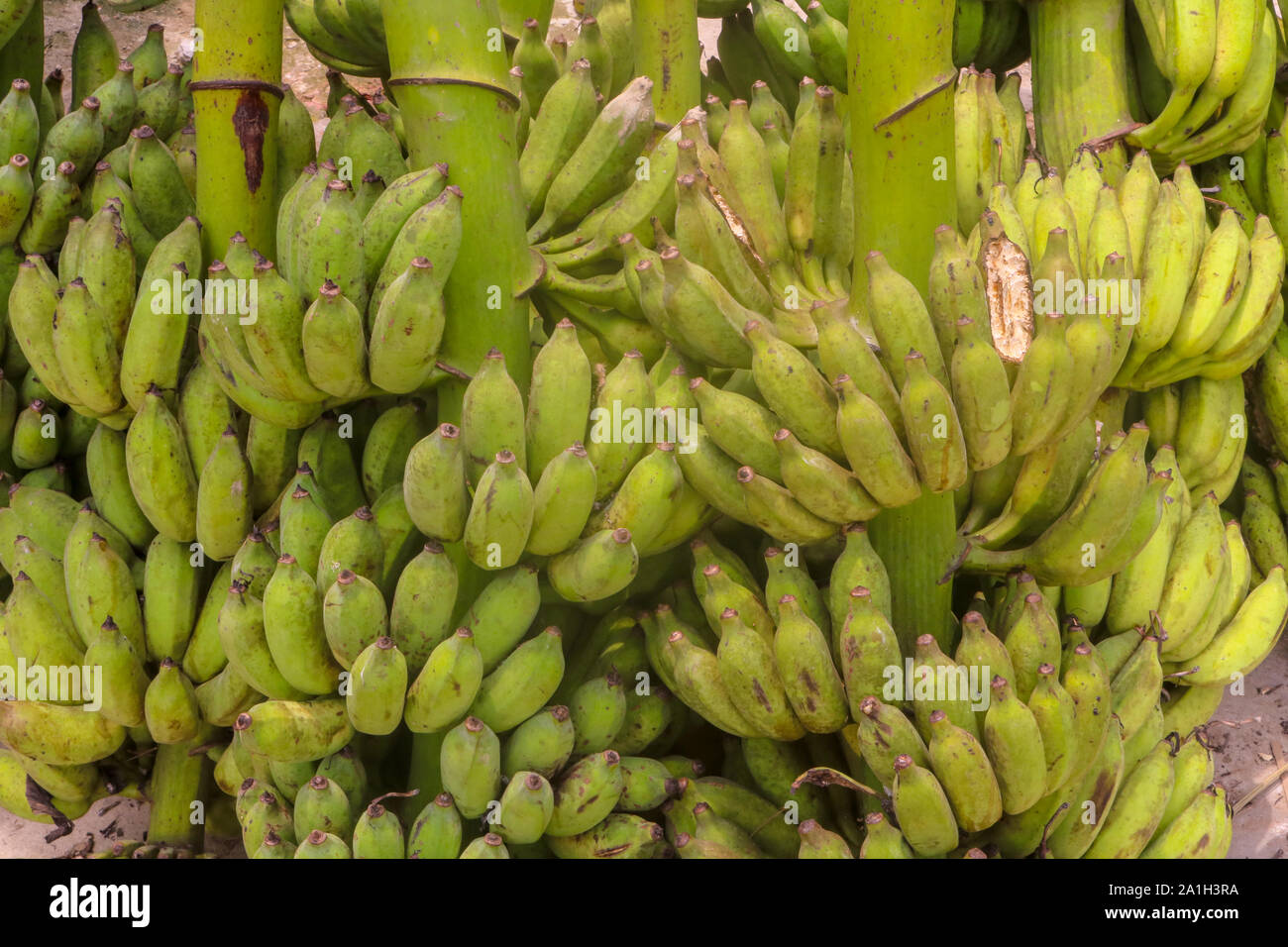 Grüne Rohstoffe Bananen Trauben auf dem Markt Stockfoto