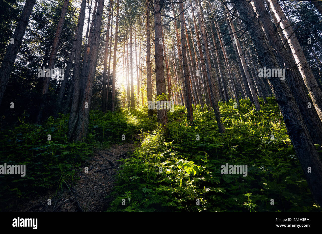 Sonnenlicht leuchtend durch die Kiefern im grünen Wald. Stockfoto