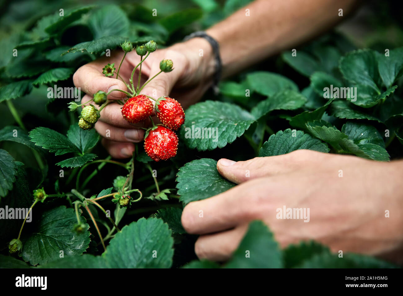 Bauer ist die Kommissionierung rote reife Erdbeere in seinem Gewächshaus. Natürliche Landwirtschaft und gesunde Ernährung Konzept Stockfoto