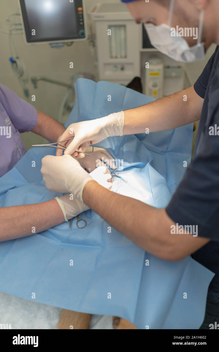 Die Sterilisation der Hund auf dem OP-Tisch unter Vollnarkose und Tierärzte. Tierarzt durchführen Hund kastrieren Chirurgie. in der Nähe der Veteri Stockfoto